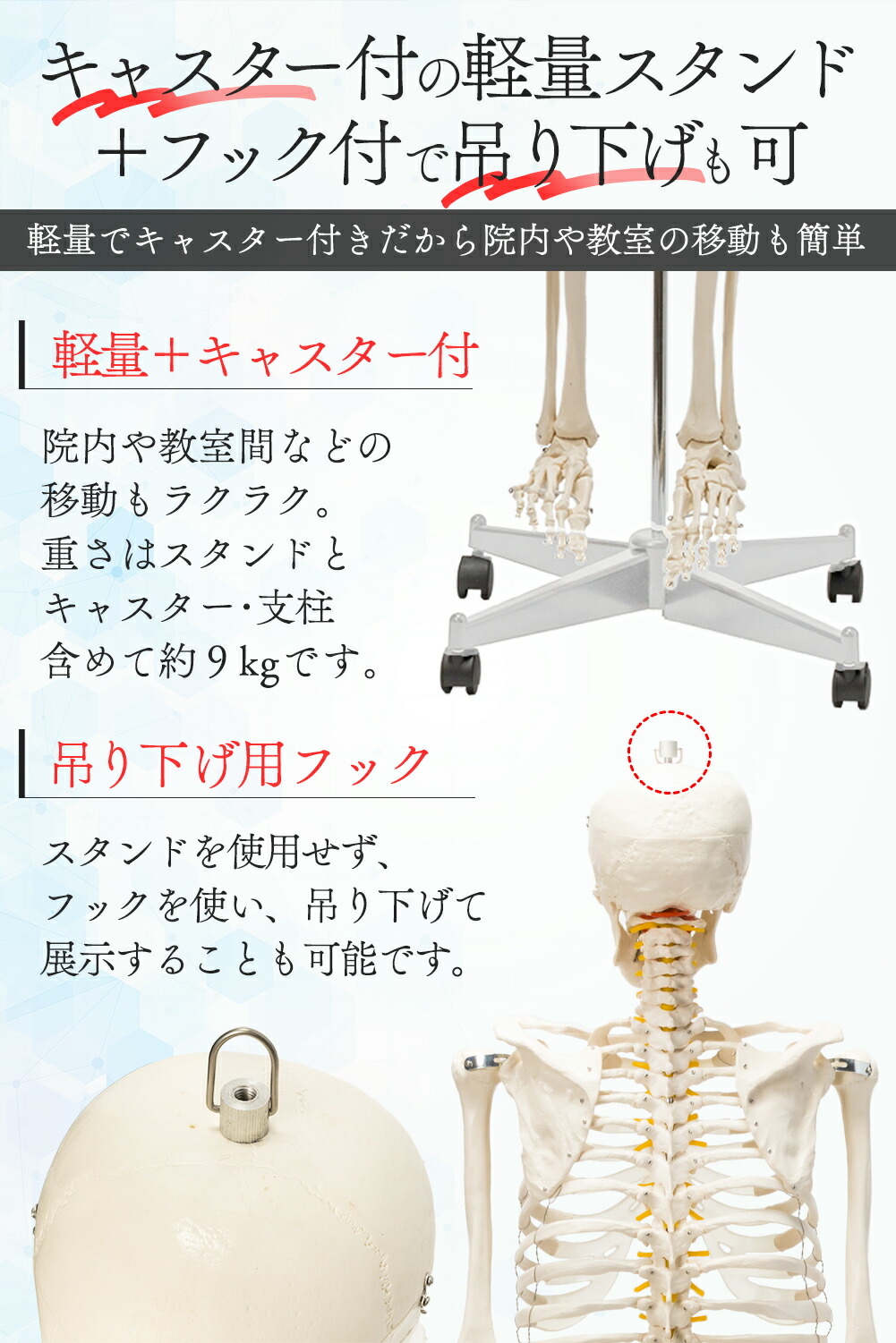 楽天市場】【国際規格認証品】 等身大 人体模型 骨格模型 170cm