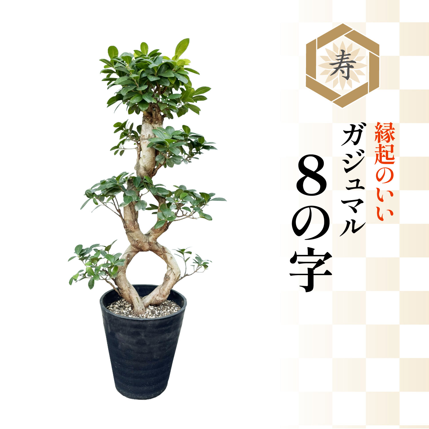 楽天市場】【エントリーでP10倍☆3/11 1:59まで】当日発送17時〆