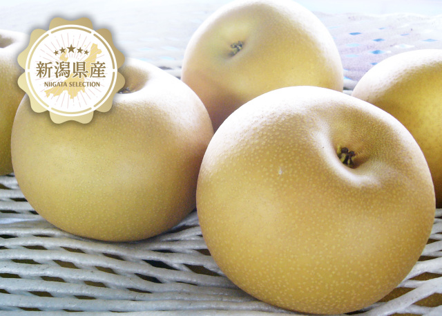 新潟青果市場「愛菜園倶楽部」｜新潟県産 新興梨【秀品】－市場の