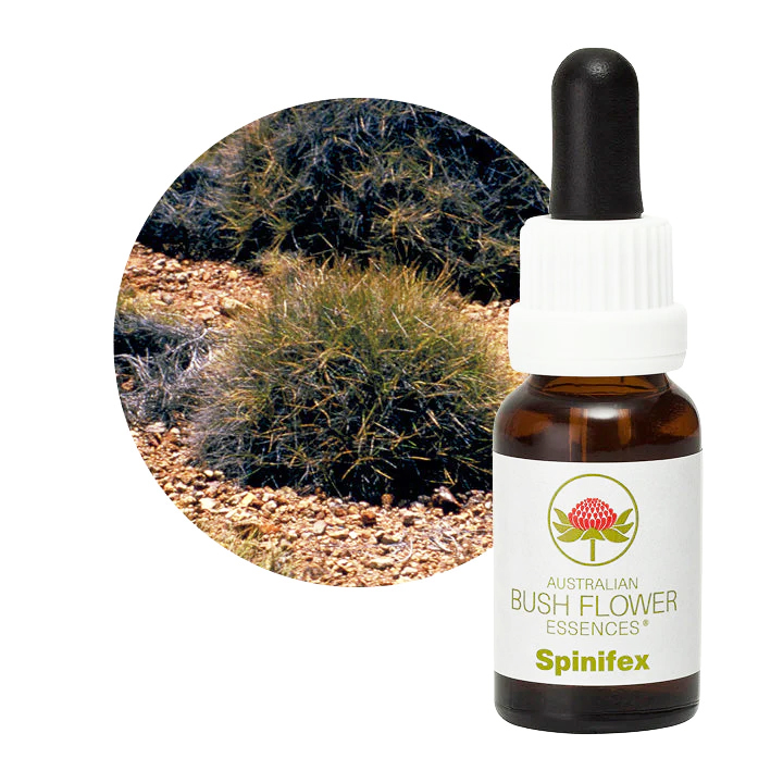 スピニフェックス オーストラリアンブッシュフラワー シングル 世界の