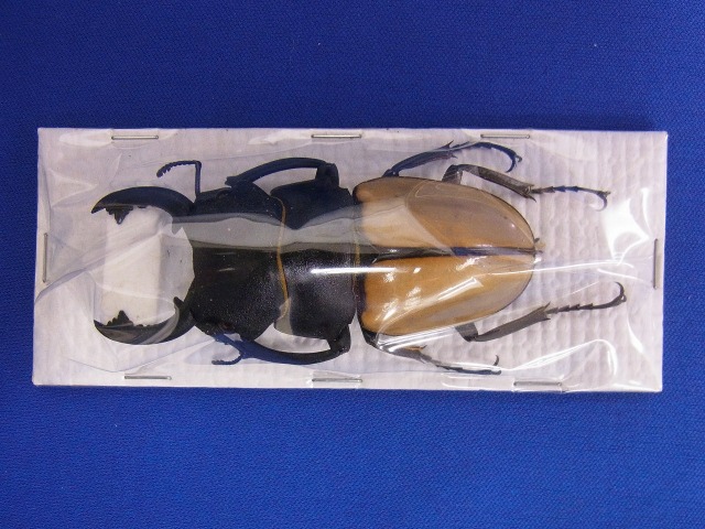 標本用）カステルナウツヤクワガタ82ミリ