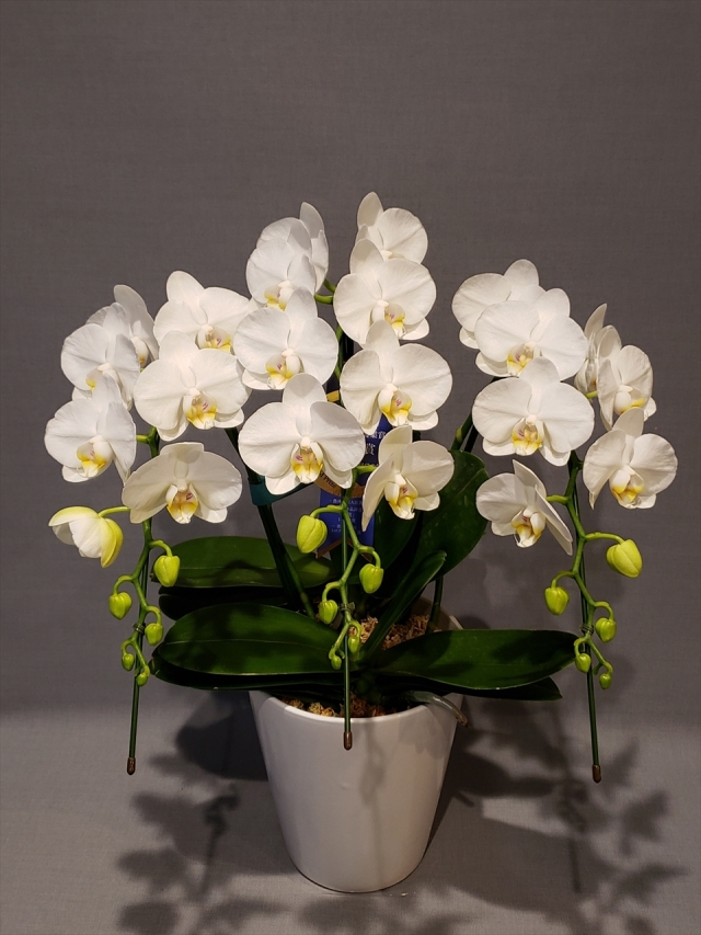 白3本立ち胡蝶蘭（ミディ）