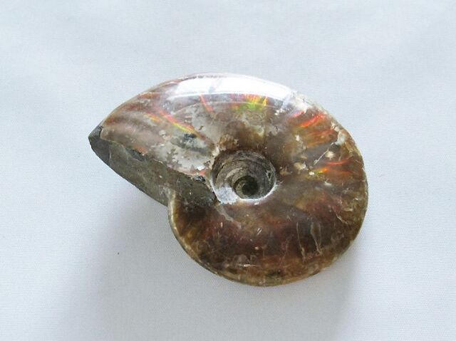 虹入りアンモナイト化石[T485-3030]