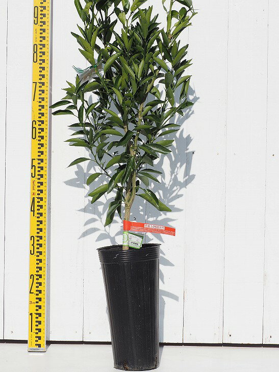 みかん 苗木 【麗紅 （れいこう） ［登録品種］】 2年生 接ぎ木大苗