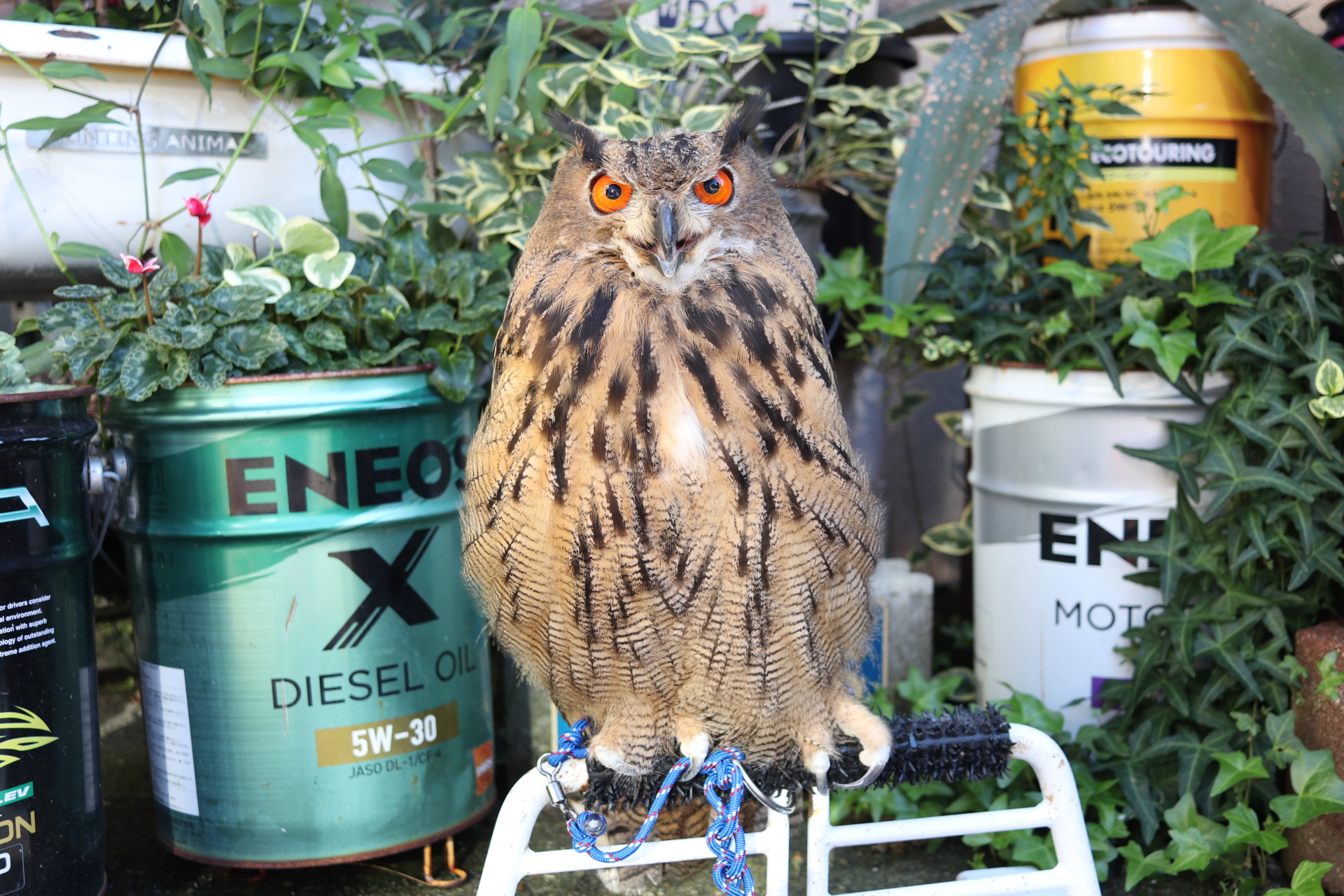 ユーラシアワシミミズク