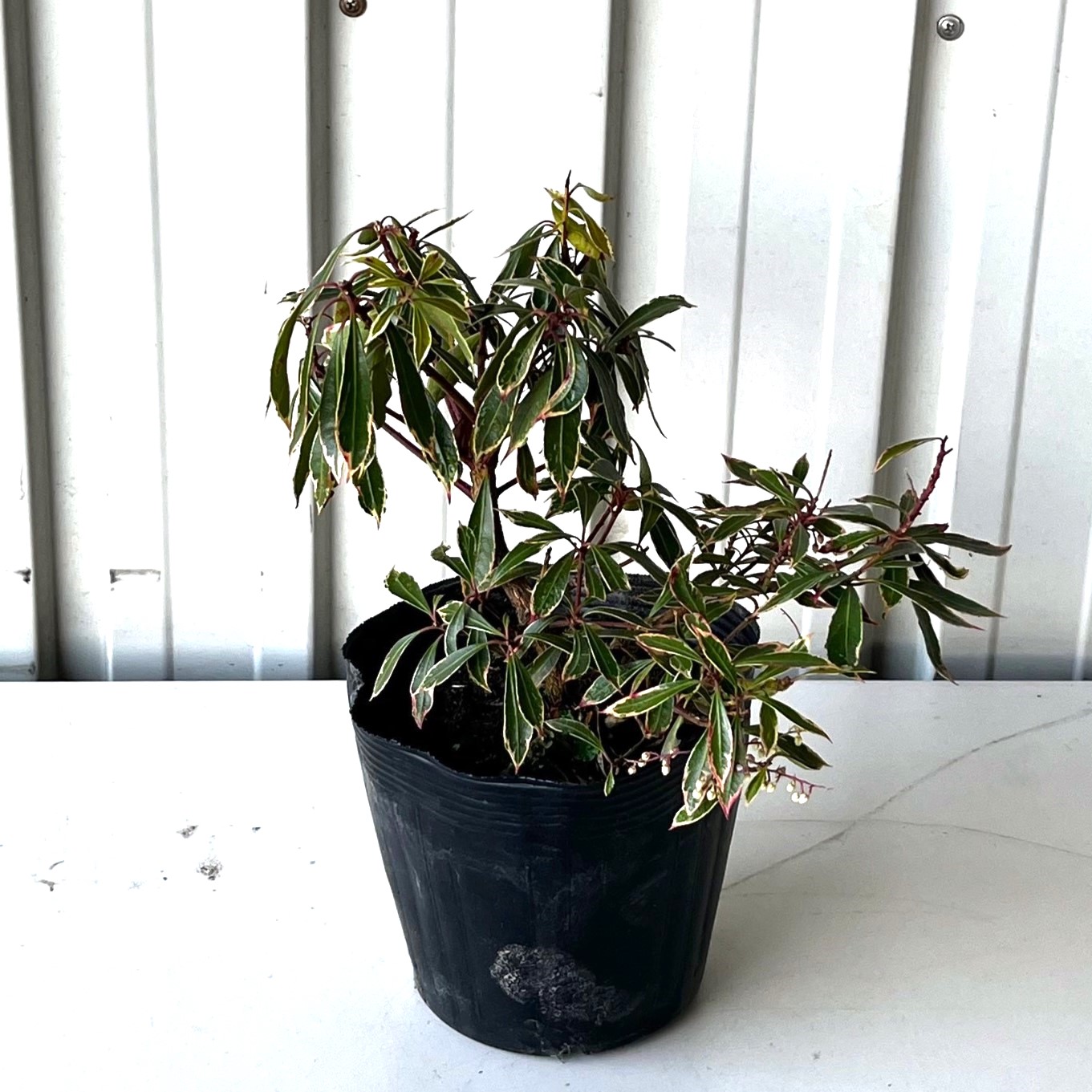 斑入りアセビ 高さ約15～20cm 15cmポット入り 5000円税抜お