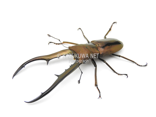 メタリフェルホソアカクワガタ ♀フリーサイズ 単品 カブトムシ