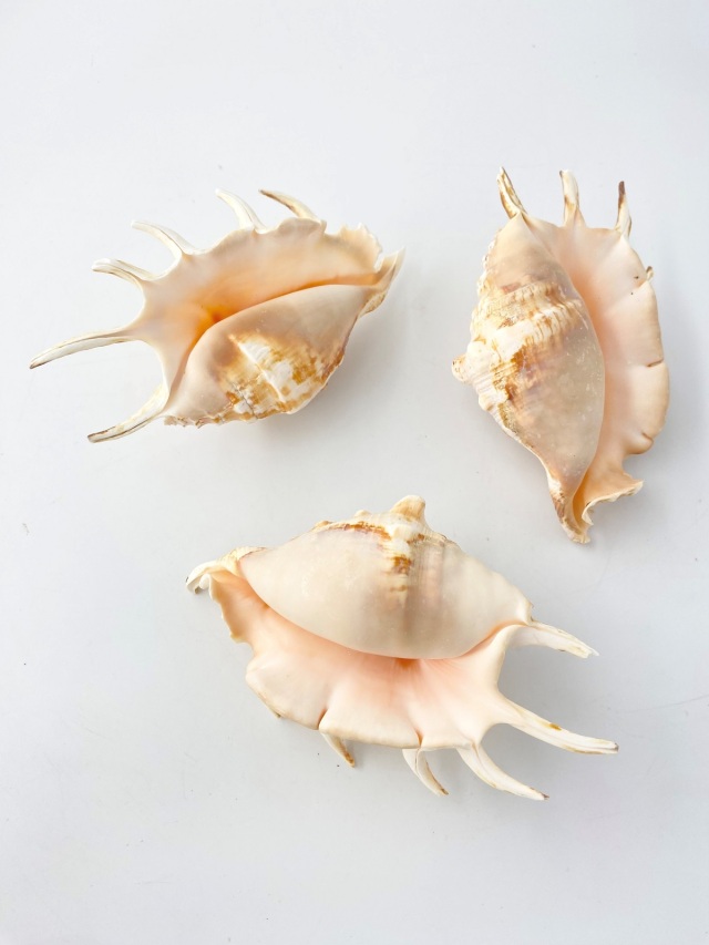 クモガイタイガー【11cm前後】En: Lambis Lambis - Tiger (size:11cm