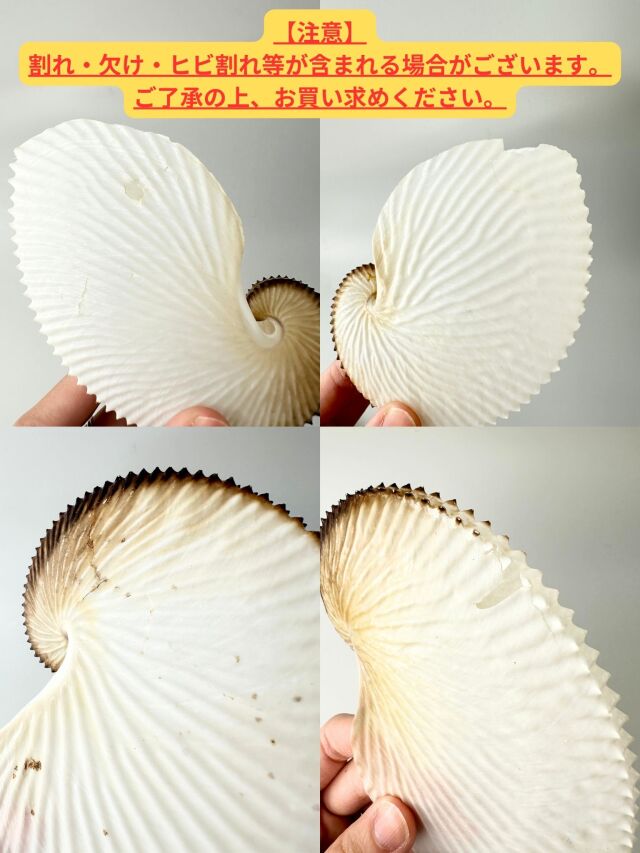 アオイガイ(国産）【約16～18cm/1個】 - Not for overseas sale - 貝殻