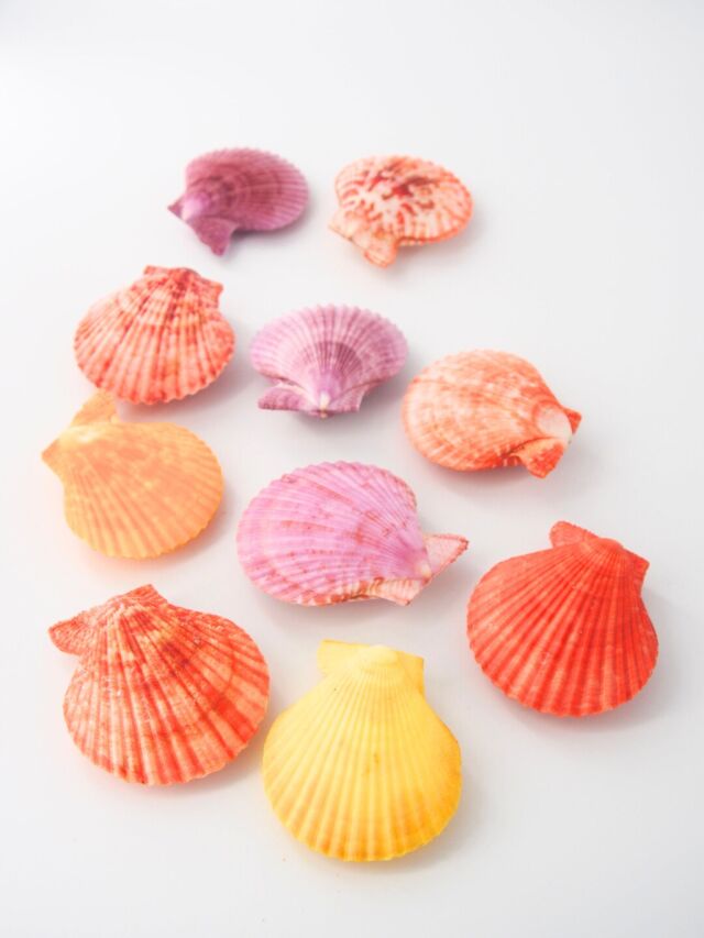 ヒオウギガイ両面ミックス【約4～6cm/10個入】[メール便可-1袋まで] En