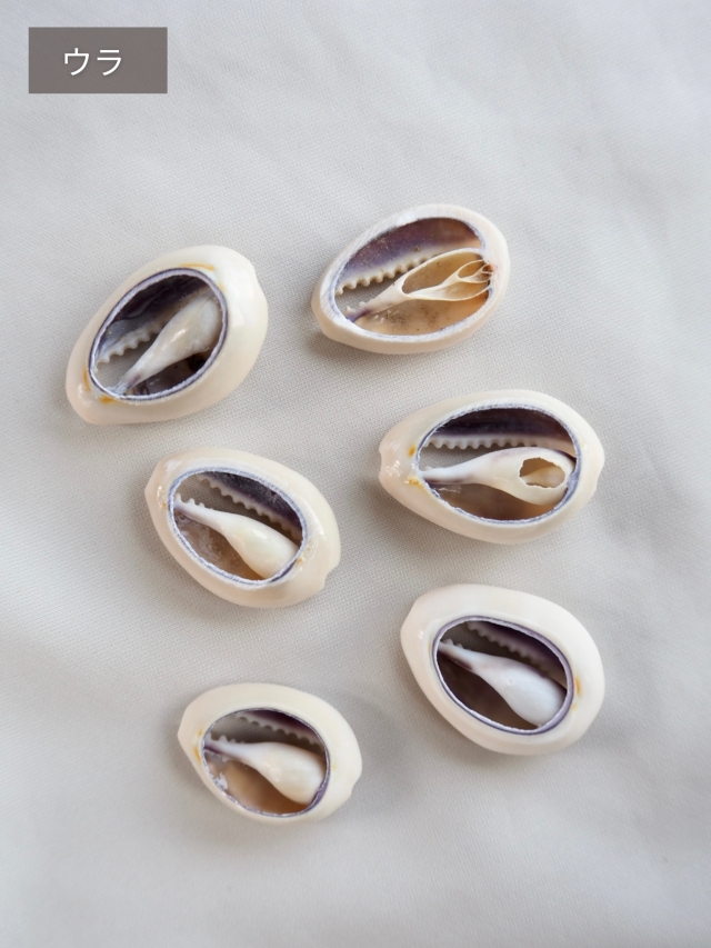 タカラガイカットNo.2(ハナビラダカラ)【約1.8～2.5cm/10個】[メール便