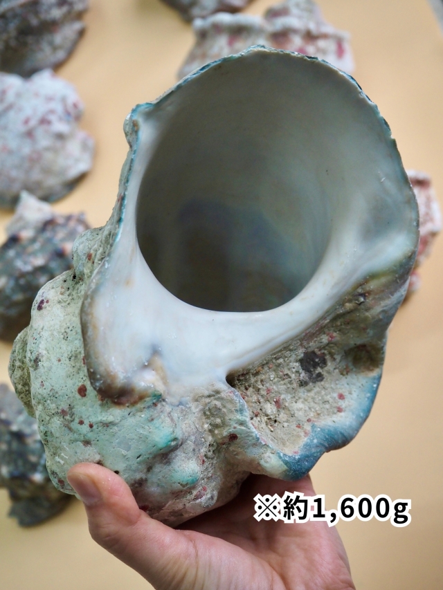 夜光貝【約1600～1800g/1個】En: Green Turbo Snail (Size:1600-1800g