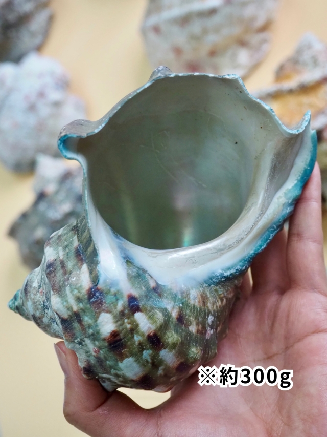 夜光貝【約400～499g/1個】EN:Green Turbo Snail (Size:400-499g, Unit