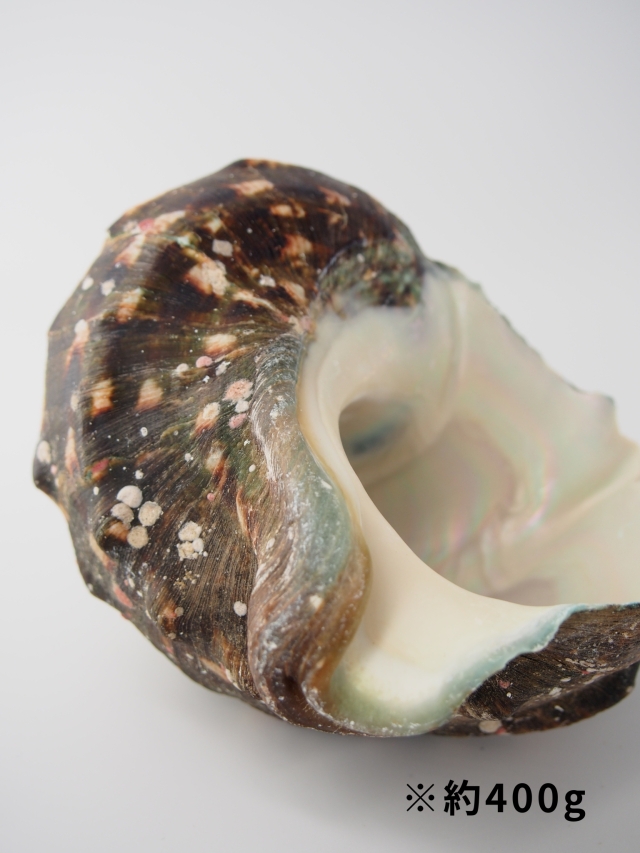 夜光貝【約400～499g/1個】EN:Green Turbo Snail (Size:400-499g, Unit