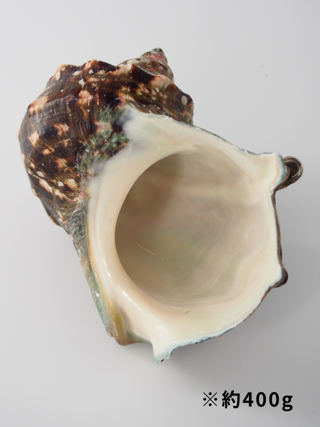 夜光貝【約500～599g/1個】EN:Green Turbo Snail (Size:500-599g, Unit