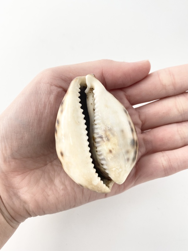 シプレアタイガー小(ホシダカラ)【6±0.5cm】En: Tiger Cowrie (size