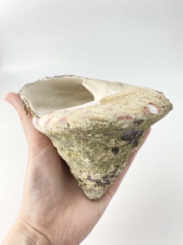 タカセガイ原貝 詰め合わせ（ミックスサイズ）200g～500g程度の