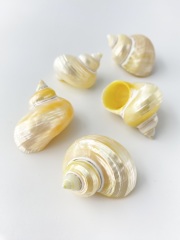 カバフダカラ【約3.0～4.5cm/10個入】[メール便可-4袋まで] En