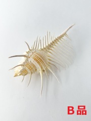 ホラガイ【35cm前後/1個】法螺貝 貝殻