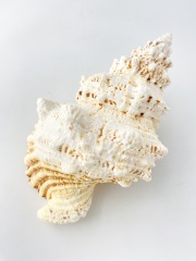 法螺貝・アラフラオオニシなど