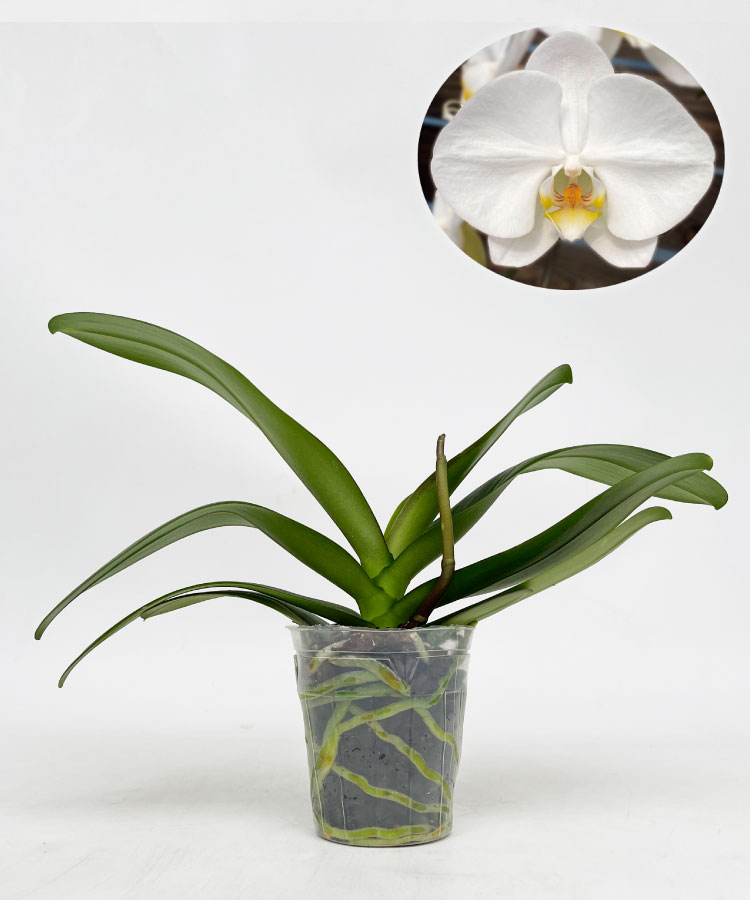 白大輪胡蝶蘭苗 花芽1個付き｜お祝いギフトなら胡蝶蘭専門店【らんや】