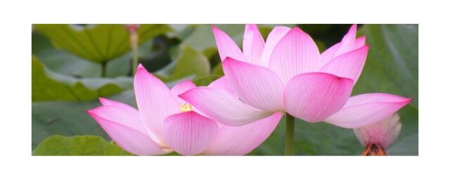 ◇ロータスピンク アブソリュート エッセンシャルオイル 【聖なる花