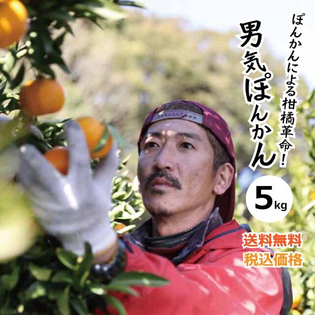 2021年初出荷 上果園の男気ぽんかん5kg 送料無料