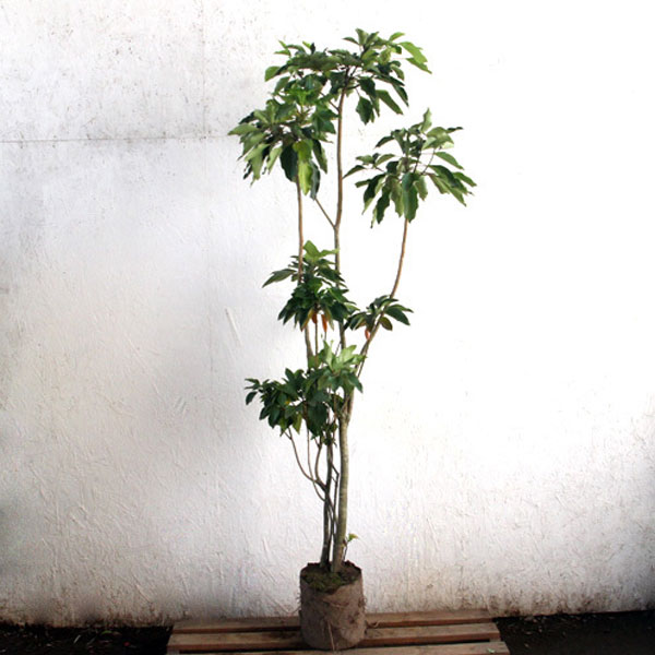 カクレミノ 樹高1.8～2.0m前後 (根鉢含まず)