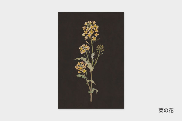 ポストカード〔アート タッチ〕 sasaki megumi 花柄｜タッチアンド