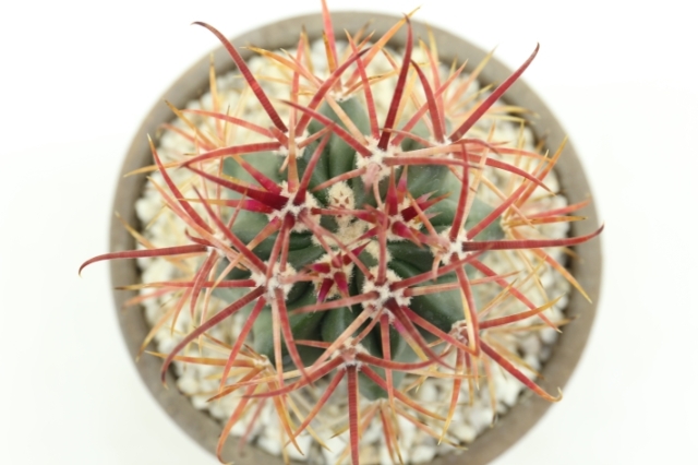 赤刺金冠竜 実生 A2833☆フェロカクタス サボテン☆浦部陽向園