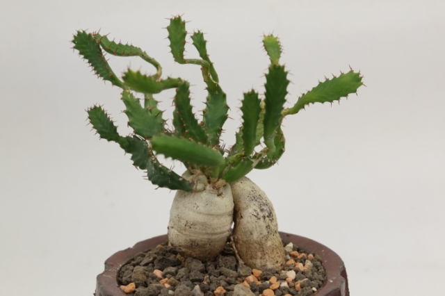 飛竜 輸入球 A3171☆ユーフォルビア ステラータ 多肉植物☆「送料無料