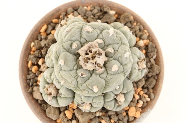 銀冠玉 皺疣type 実生 A3209☆ロフォフォラ サボテン☆「送料無料