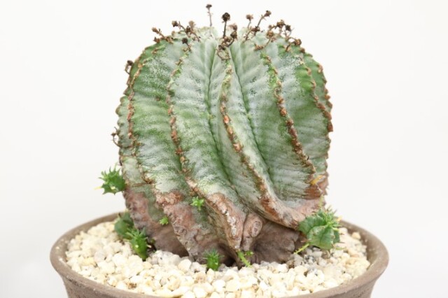 ゼブラ白衣ホリダ A3328☆ユーフォルビア ホリダ 多肉植物☆浦部陽向園