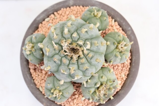 テキサーナ 古株群生type 実生 A3681☆ロフォフォラ 鳥羽玉 サボテン