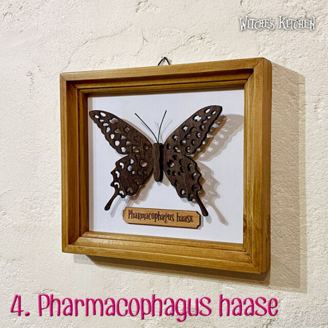 ウィッチーズキッチンのアートフレーム 【 蝶の標本箱 butterfly