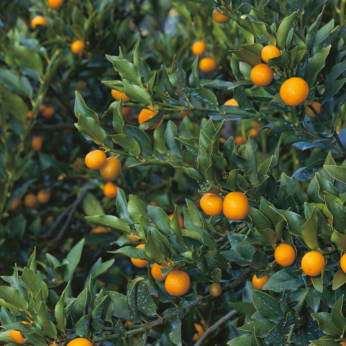 果樹園「花育通販」ぷちまる金柑（キンカン・きんかん）の苗木を販売