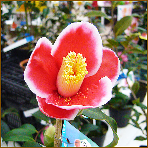 花木・庭木の「花育通販」から椿（ツバキ）の苗木 玉之浦（玉の浦）を販売