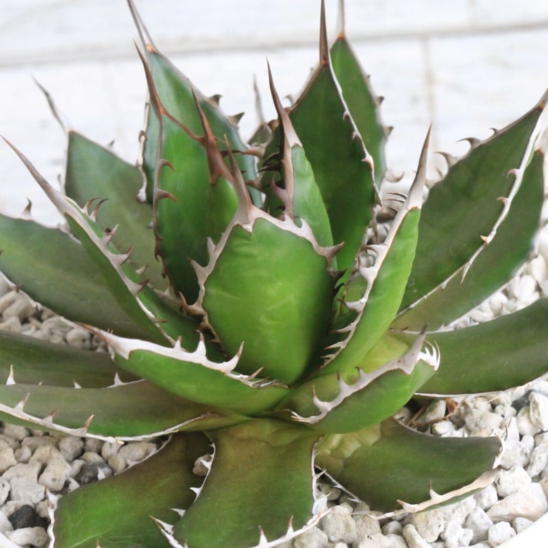 アガベ ギルベイ | hanayoshi-botanical