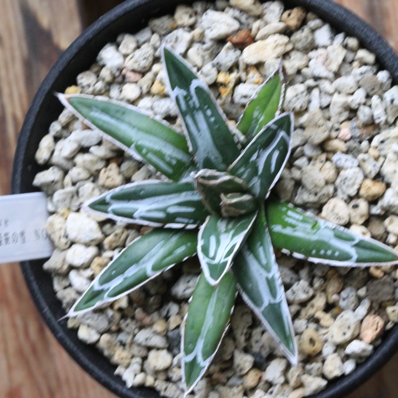 アガベ 特選笹の雪 NO-1② | hanayoshi-botanical