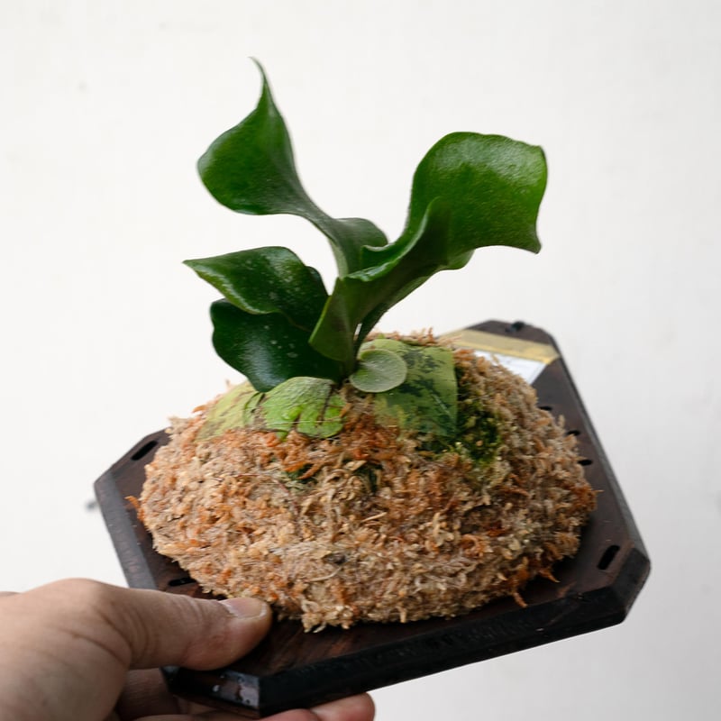 2025.11/22〜】板付ビカクシダ P. Foong siqi sporeling '