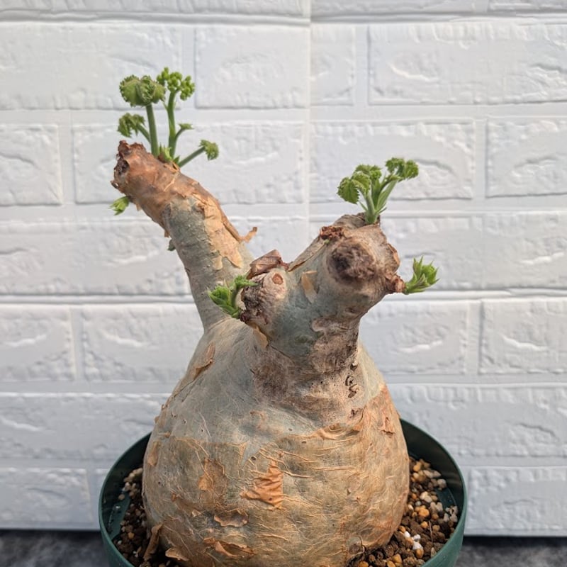 キフォステンマ マクロプス 3 Cyphostemma uter macropus 【発根済】