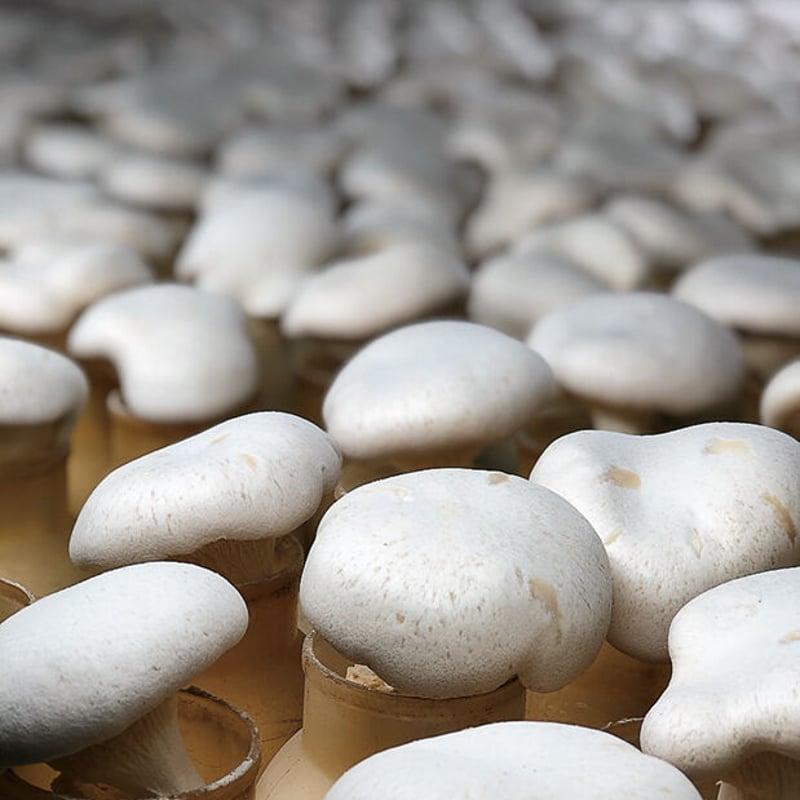 竹内きのこ園（中野市）「刺身きのこ（2箱セット）」 | こまち直販