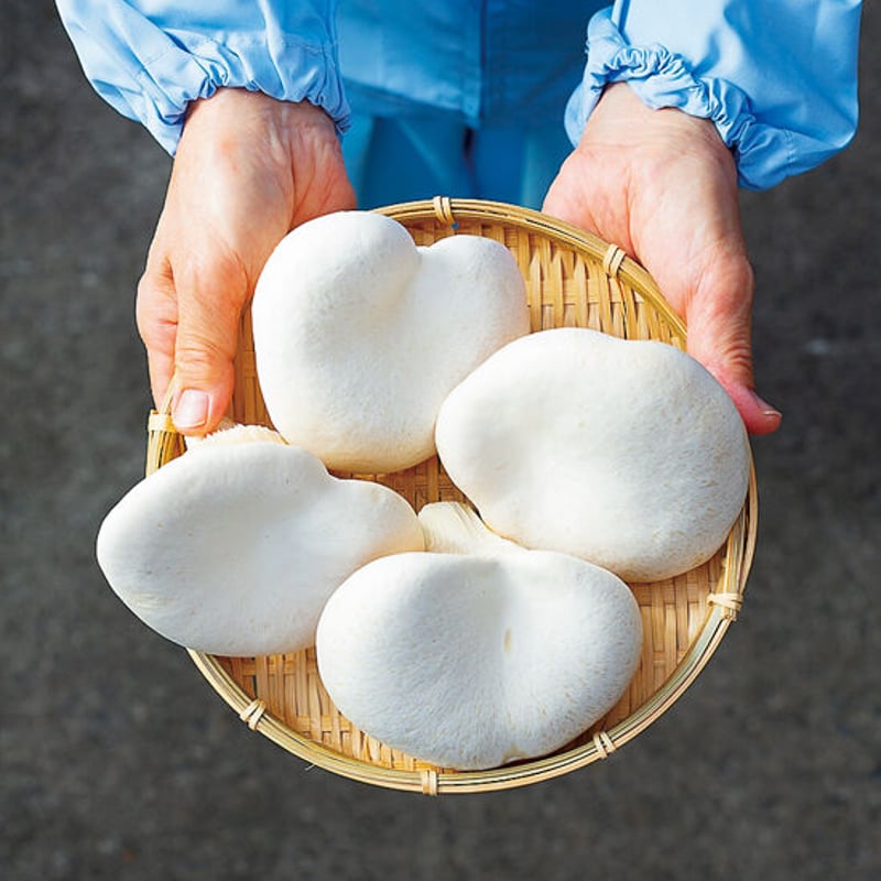 竹内きのこ園（中野市）「刺身きのこ（2箱セット）」 | こまち直販