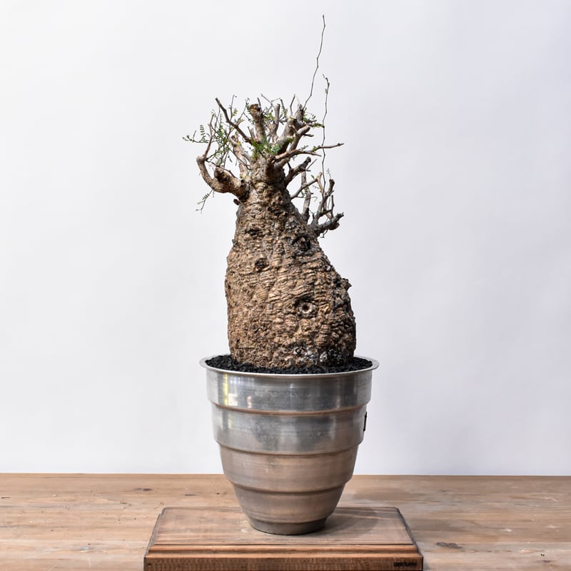 オペルクリカリア パキプス 