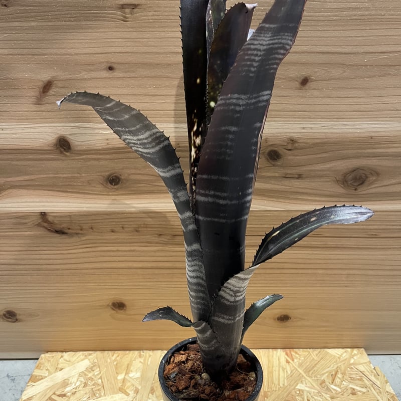 ビルベルギア ダースベイダー | GREEN LUCK