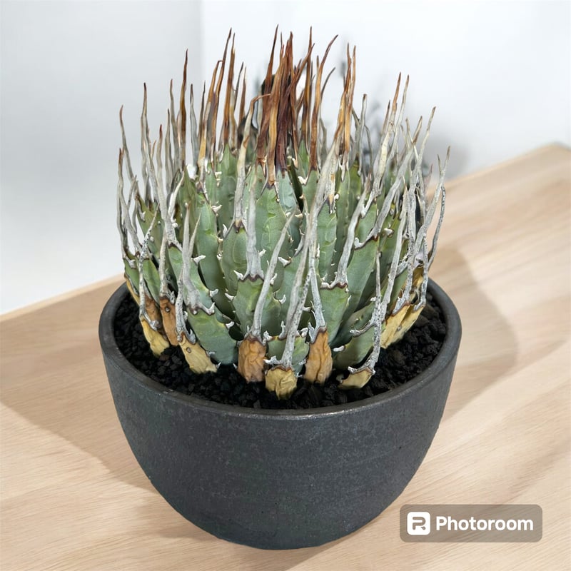 アガベ ユタエンシス エボリスピナ（（USA株）発根済み 大株1