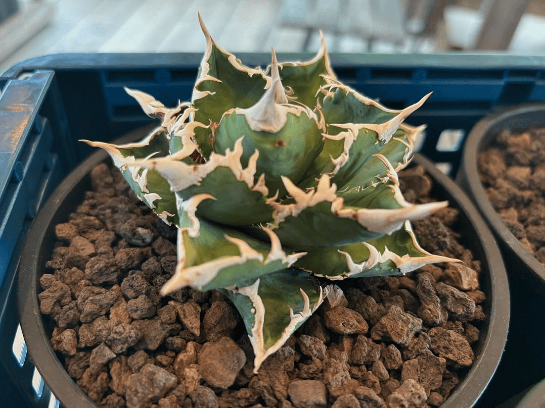 子株】 アガベ チタノタ CJ special【大白鯊タイプ】 | RAINBOW PLANTS