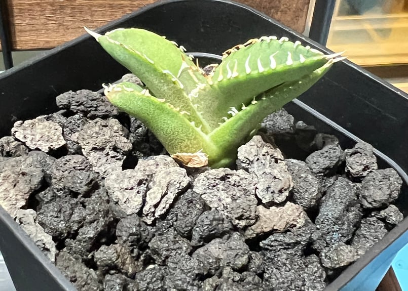 子株】 アガベ チタノタ CJ special【大白鯊タイプ】 | RAINBOW PLANTS