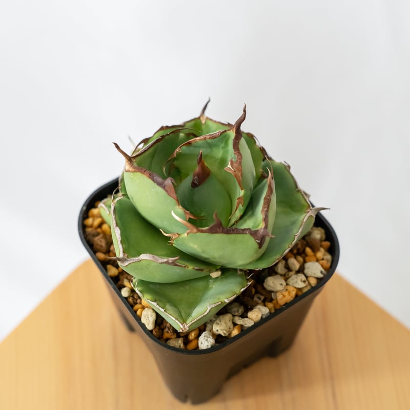 アガベ チタノタ 純血ジャガーノート 美株 OC株【発根管理中】Agave