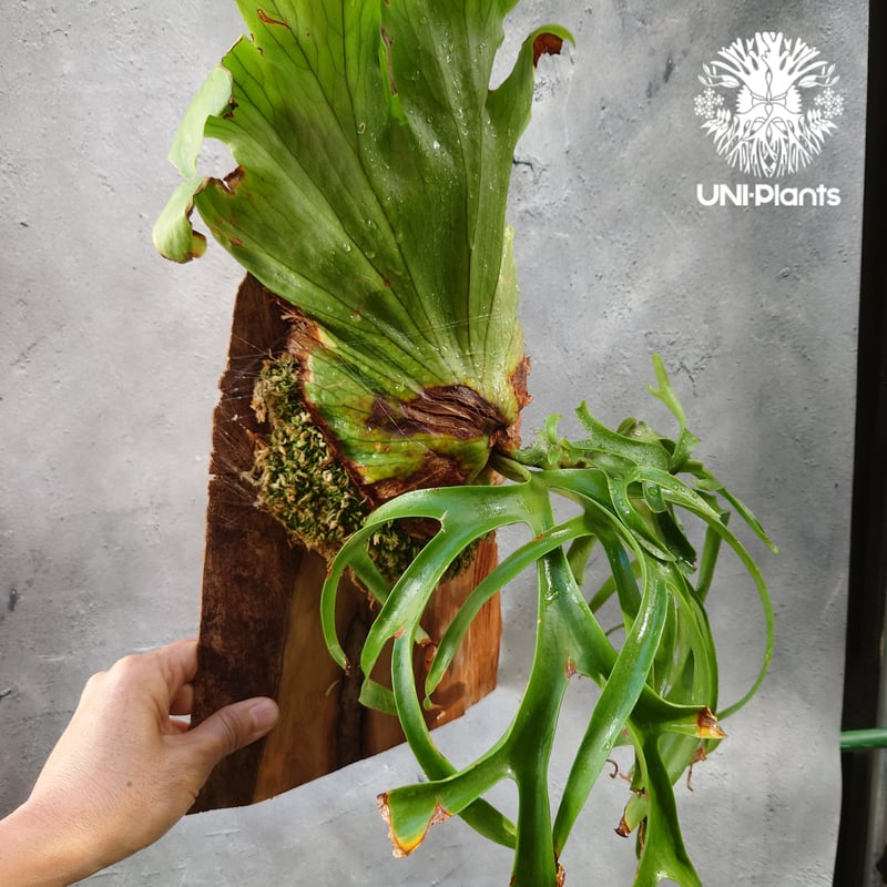 Platycerium coronarium phils dwarf ビカクシダ コロナリウム